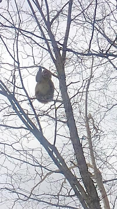 奥日光湯元温泉で猿に出会う