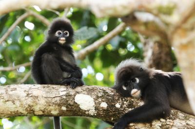 ランカウイ島10泊12日 ビーチリゾートとバードウォッチングを楽しむ旅vol.2