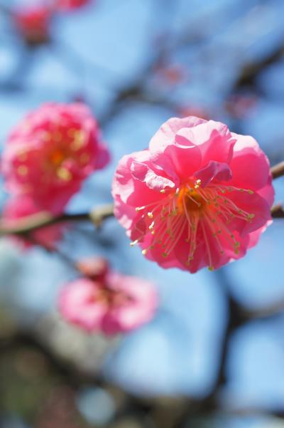 20180113-4 浜離宮庭園、菜の花、紅梅、水仙、蝋梅