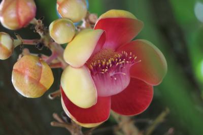 Laos　メコンの宝石(2/20)　ビエンチャンと世界遺産ルアンパバンの花と植物　～ミツバチばあやの冒険～