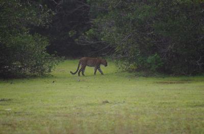 ウィルパットゥ編:年末年始スリランカ周遊