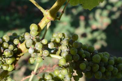 独り上手なオッサンの休暇・ANA特典ビジネス航空券で行くオークランドとシドニー。旅の始まりはススキノから、そして真夏の南半球へ浴衣でGO!:その1、ワイヘキ島は楽しいぞ!オークランド滞在編