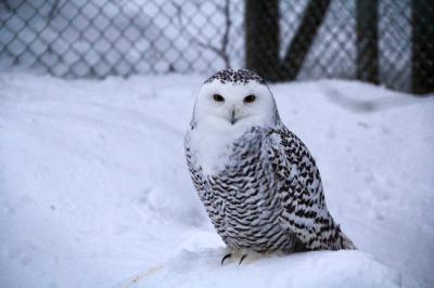 【2017ｰ2018年】年末年始のフィンランド旅行4 ラヌア動物園編