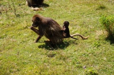 エチオピア【ゴンダール、シミエン国立公園】