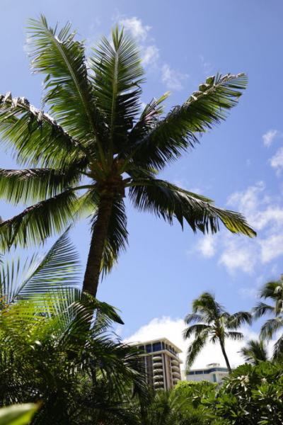 2017年　ハワイー後編