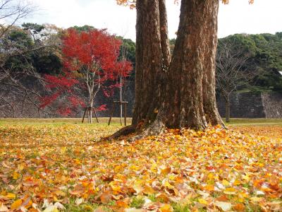 久しぶりの秋季皇居乾通り一般公開２０１７年、、ピークは過ぎてましたが綺麗でした