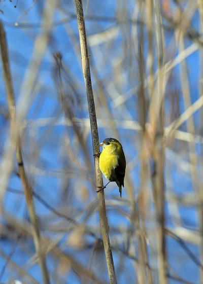 野鳥撮影記録・２０１８年1月－7（コブハクチョウ）