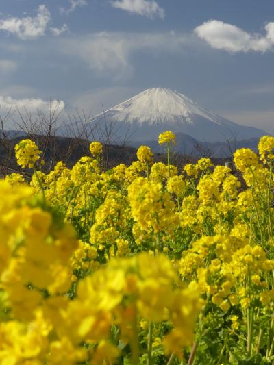 吾妻山公園の菜の花_2018_７分咲きくらいですが見事です。富士山も綺麗に見えました。（神奈川県・二宮町）