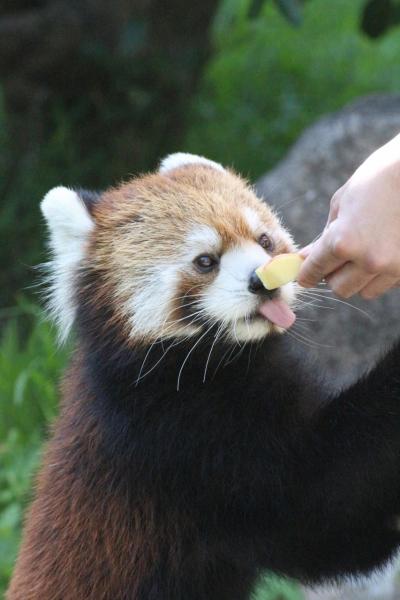 2017年９月２週続けてのレッサーパンダ遠征＜山口＆広島＞（６）安佐動物公園（２）レッサーパンダ特集：はじめまして！真っ白なおてての麻麻ちゃん＆鹿児島からやって来たキラくん！～可愛いトロリパパとリンゴタイムたっちのマルちゃん総勢４頭