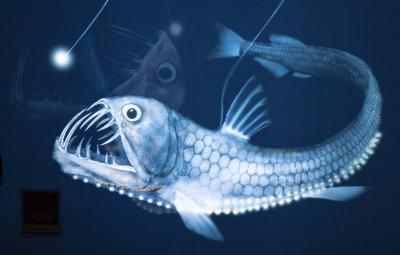 水戸/大洗/ひたちなかぐるり旅【4】～55種類のサメがみられる～大洗水族館