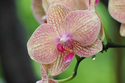 雨季のシンガポール探鳥　その６　シンガポール植物園・蘭園とその周辺