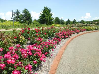 花の岩見沢 いわみざわ公園バラ園 II