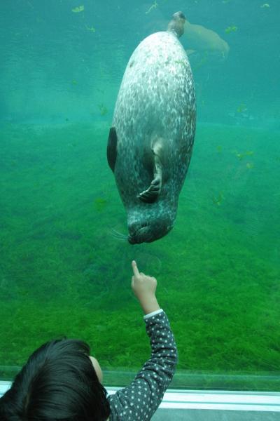 3人子連れ北欧周遊19泊の旅　デンマーク編　Hirtshalsの水族館、バイレ一泊