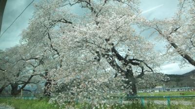 仙台から一ノ関、白石城。桜の名所がありました。