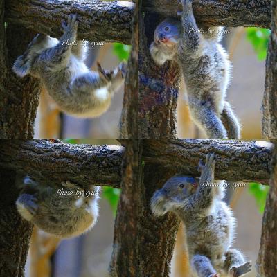 またまた動物園ですが・・・