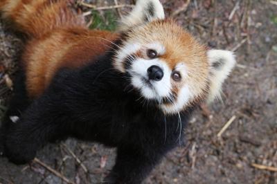 新春レッサーパンダ遠征はバスでめぐる四国３県３園再訪と温泉の旅（２）【徳島編】とくしま動物園（前編）つやつや毛並みもずぶぬれ姿も可愛いレッサーパンダのソラくん一家と再会！＆10ヶ月ぶりでメンバーに少し移動があったレッサーパンダ展示場周辺の動物たち