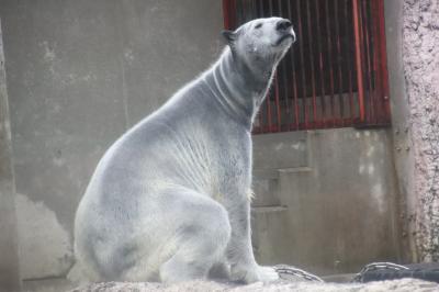 新春レッサーパンダ遠征はバスでめぐる四国３県３園再訪と温泉の旅（３）【徳島編】とくしま動物園（後編）ホッキョクグマのポロロちゃんとシンリンオオカミのユウキくんとカピバラのおやつタイムを見学し、バックヤードツアー「寒帯裏側見てみ隊」にも参加！