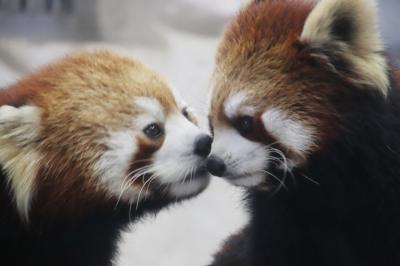 新春レッサーパンダ遠征はバスでめぐる四国３県３園再訪と温泉の旅（５）【愛媛編】とべ動物園（前編）期待以上のレッサーパンダのととくんとコウメちゃんのラブラブ姿にめろめろ&#12316;アシカのエサやりやホッキョクグマのバリーバさんに会ってから向かったレッサーパンダ展示場にて