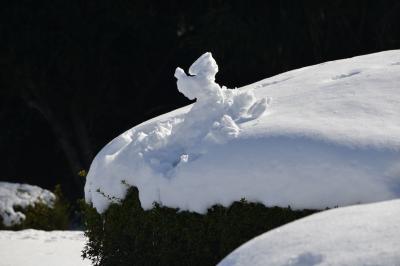 雪の新宿御苑