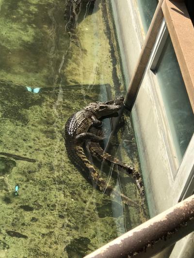 2018年1月 バンコク出張記 NRT-BKK/ビジネスクラス 生産確認に友人とウボンに行き、週末はバンコクで。クロコダイルファームに行ってきた 編