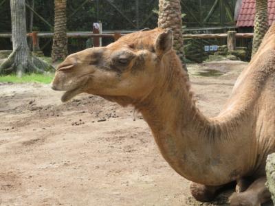 マレーシア　「行った所・見た所」　ジョホールバルのジョホール動物園を見物