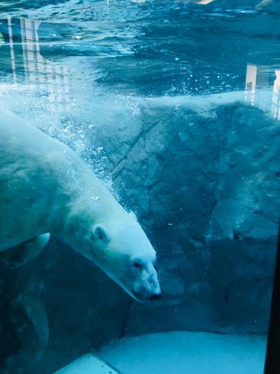 ホテル付札幌ツアーついでに旭山動物園