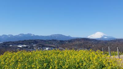 菜の花を見に吾妻山へ