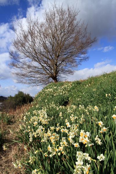 千早赤阪村の「スイセンの丘」