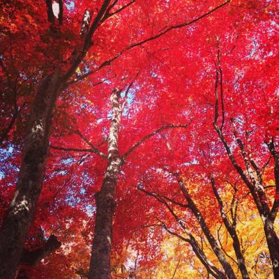 中野紅葉山から弘前へ