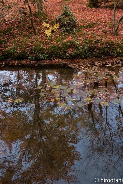 京都紅葉三昧（２）詩仙堂・金福寺・圓光寺・曼殊院・蓮華寺