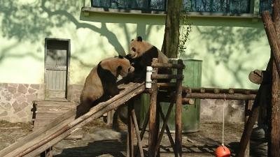 上海で動物園とディズニー