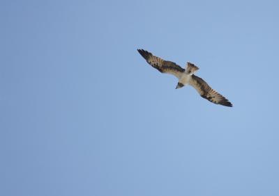 息子夫婦と行く石垣島年越し３泊４日の旅。；あれは飛行機？　いや、猛禽だ！！！遂にカンムリワシに遭遇か？　息子夫婦と行く石垣島年越し３泊４日の旅。；3日目、空を見ろ！アレは？　いよいよカンムリワシに遭遇か？の巻。3/4