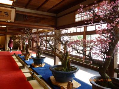 2018年1月・長浜盆梅展、kitchen OMUHICOなど
