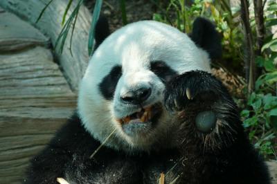 チェンマイ(2) パンダ動物園、温泉ツーリング、キックボクシング！ ナイトバザール