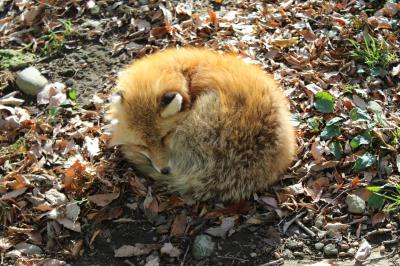 宮城蔵王　キツネ村に行ってきた　ヤギがことのほかかわいい