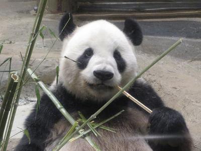 シンシン公開前の上野動物園