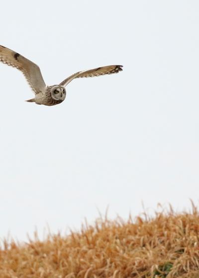 野鳥撮影記録・２０１８年２月－１ (カシラダカ）