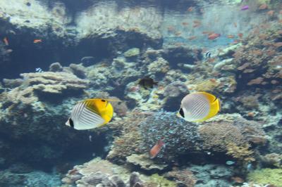 はいさい！冬の沖縄へ*２【大石林山・ナゴパイナップルパーク・美ら海水族館・今帰仁城グスク桜まつり・A＆W】