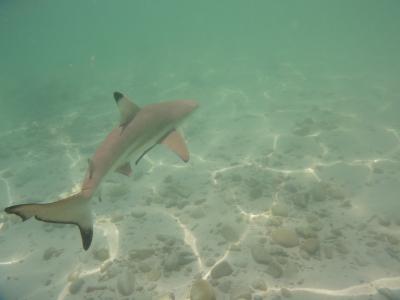 サメと泳ぐパヤ島シュノーケリング