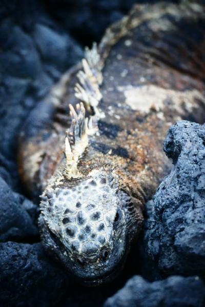 小学生旅行日記　家族で行くガラパゴス&アメリカ旅行その３　サンタ・クルス島・イザベラ島編