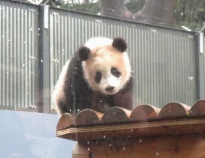 上野動物園　シャンシャン観覧