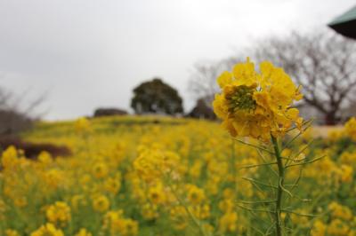 大人の休日倶楽部パス④　～吾妻山公園の菜の花（富士は雲隠れ）～