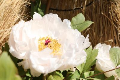 寒さにもめげずに咲く愛らしい冬牡丹♪　徳川園でお散歩