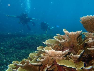 雨季のプーケット3泊5日④ダイビング@ラチャ島