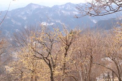 ほんのり雪が残る秩父宝登山ロウバイ詣（後）薄曇りの中の涼しげなレモン色のロウバイ園