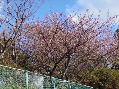 三浦海岸の河津桜とまぐろ散策