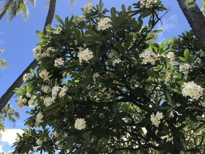 2017 ハワイ旅行記 ③