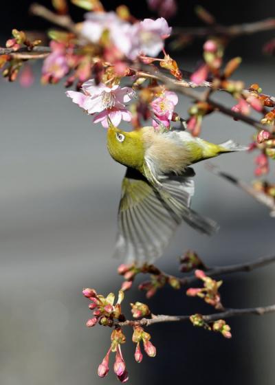 野鳥撮影記録・２０１８年２月‐３ (メジロ）