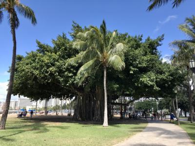 車いすでgo! ハワイ① 初LCCで出発！