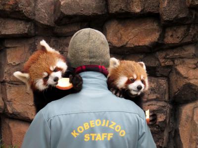 真冬のレッサーパンダ紀行【６】 王子動物園＆天王寺動物園　やんちゃで可愛いジャズメロ兄妹はキーパーさんと大の仲良し！！＠王子　メル君とのペアリングに期待の咲弥ちゃんは単独展示でした＠天王寺